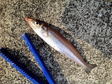 ちょい投げキスとサビキサヨリ